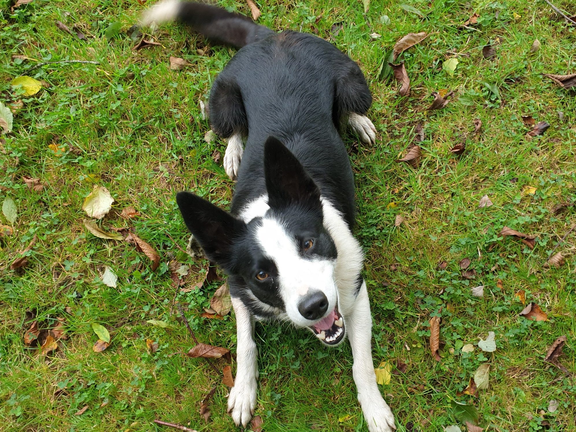 Nellie the collie dog, smiling, ready for a walk