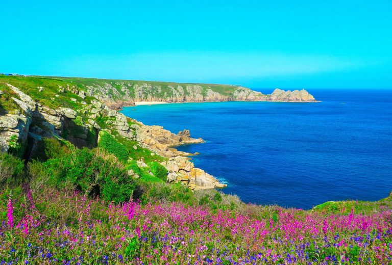 Looking over the cliffs on the Pembrokeshire Coast path.  With summer flowers in the foreground.