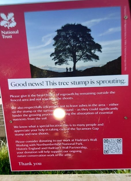 Sign at Sycamore Gap asking for people to respect the regrowth area
