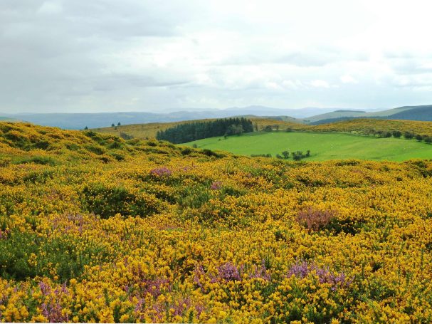 Gorse bush on the top of a mountain 