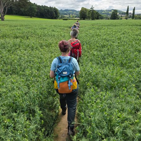 Walking through pea fields
